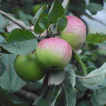 Etxeberri Landa Etxea Kır Evi