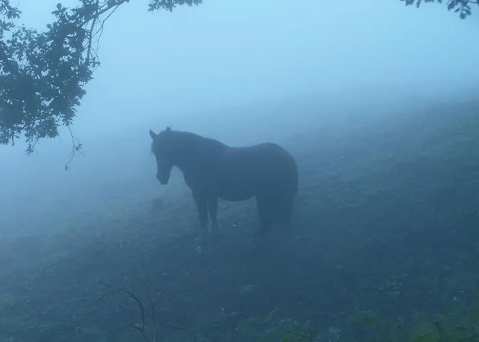 乡村民宿 Etxeberri Landa Etxea