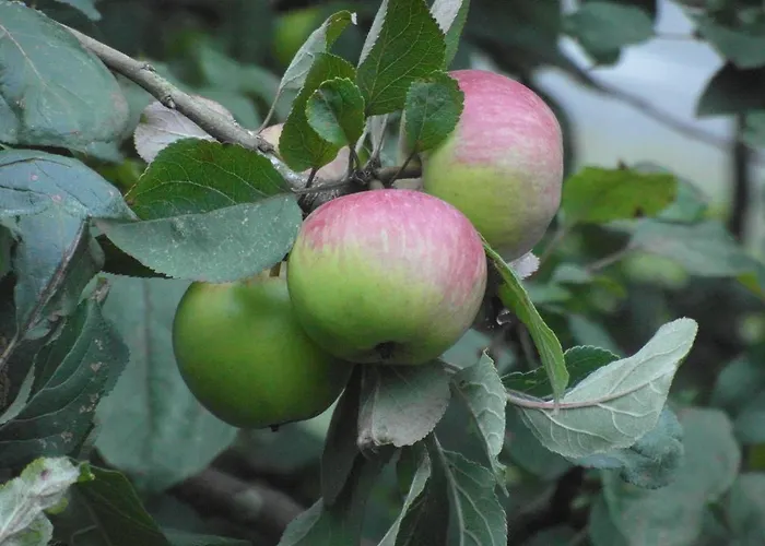 Etxeberri Landa Etxea 乡村民宿