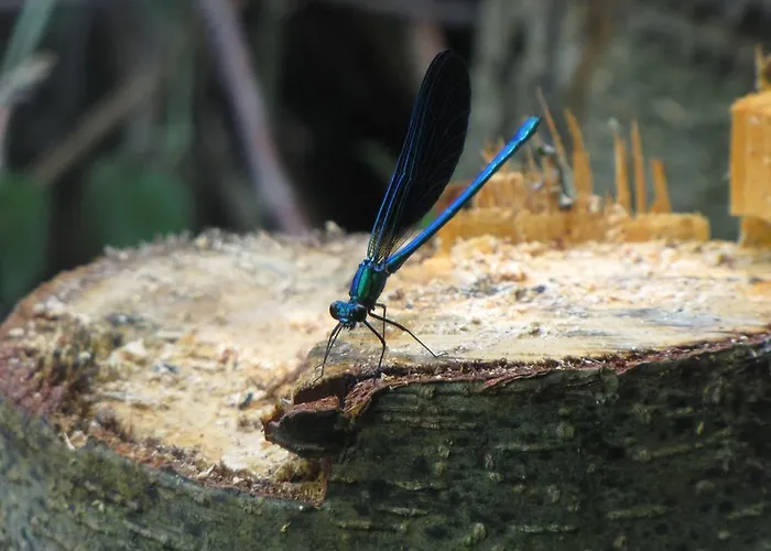 Etxeberri Landa Etxea Régil