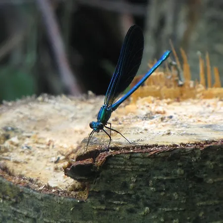 Etxeberri Landa Etxea Régil